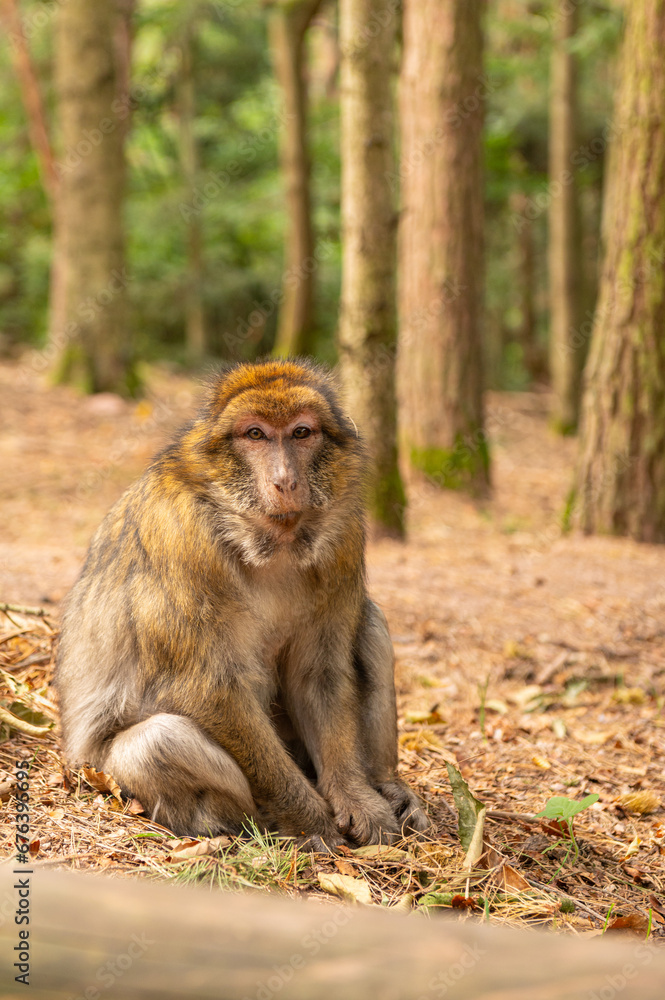 Naklejka premium Berberaffen im Herbst