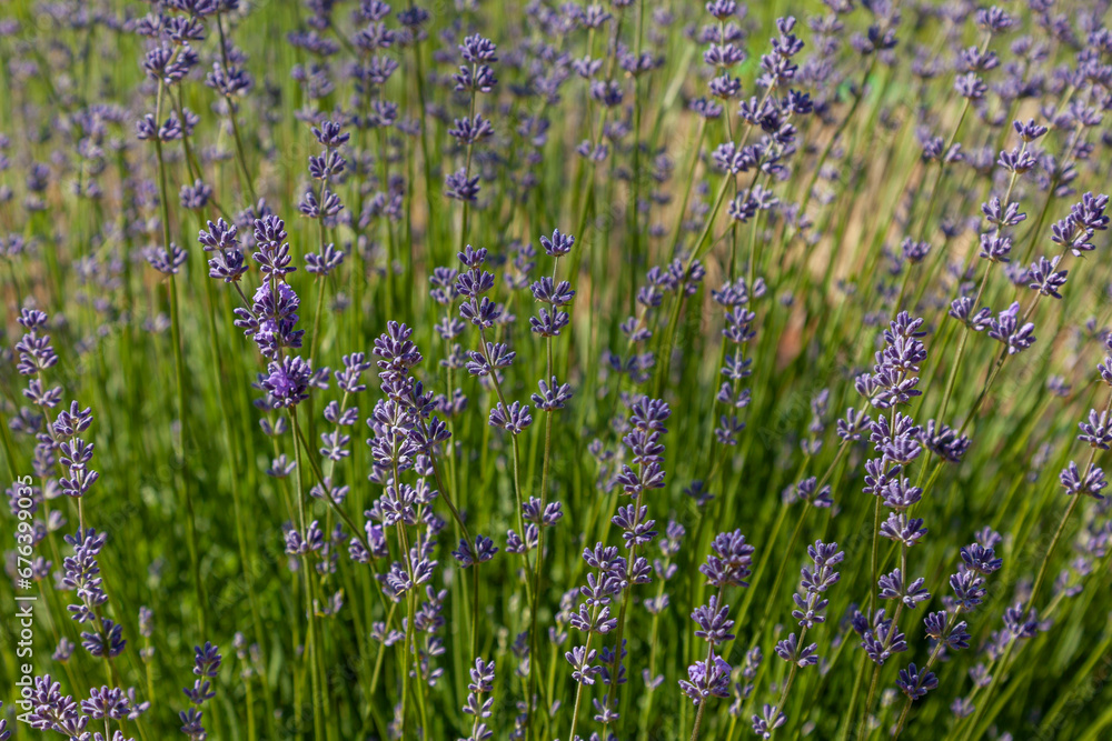 Natural background from branches of blooming lavender Natural background from branches of blooming lavender