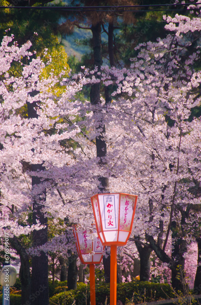 Naklejka premium kyoto japan, landmark, beautiful, journey, kyoto, spring, palace, japan, Sakura