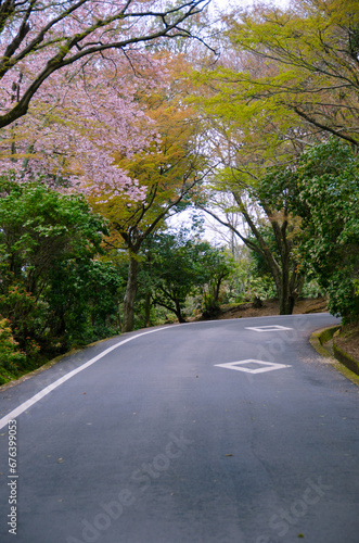 kyoto japan, landmark, beautiful, journey, kyoto, spring, palace, japan, Sakura