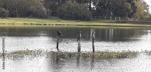Cormorants at their Posts 