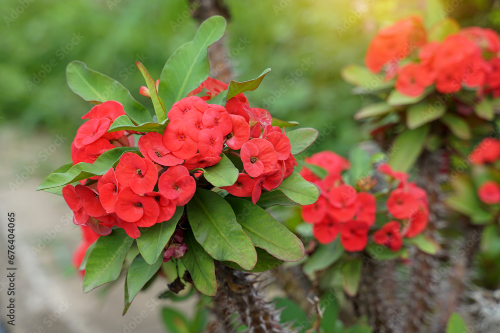 Bouquet of red Crown of Thorns. Ancient Thais believed that this plant a sacred tree Enhance the prosperity for the grower. It also helps prevent danger to people in the house. Bouquet of red Crown of Thorns. Ancient Thais believed that this plant a sacred tree Enhance the prosperity for the grower. It also helps prevent danger to people in the house.