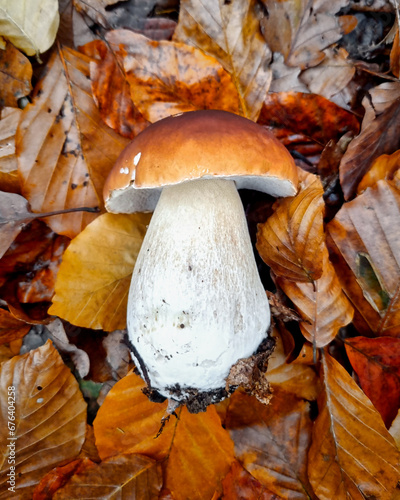 Steinpilz