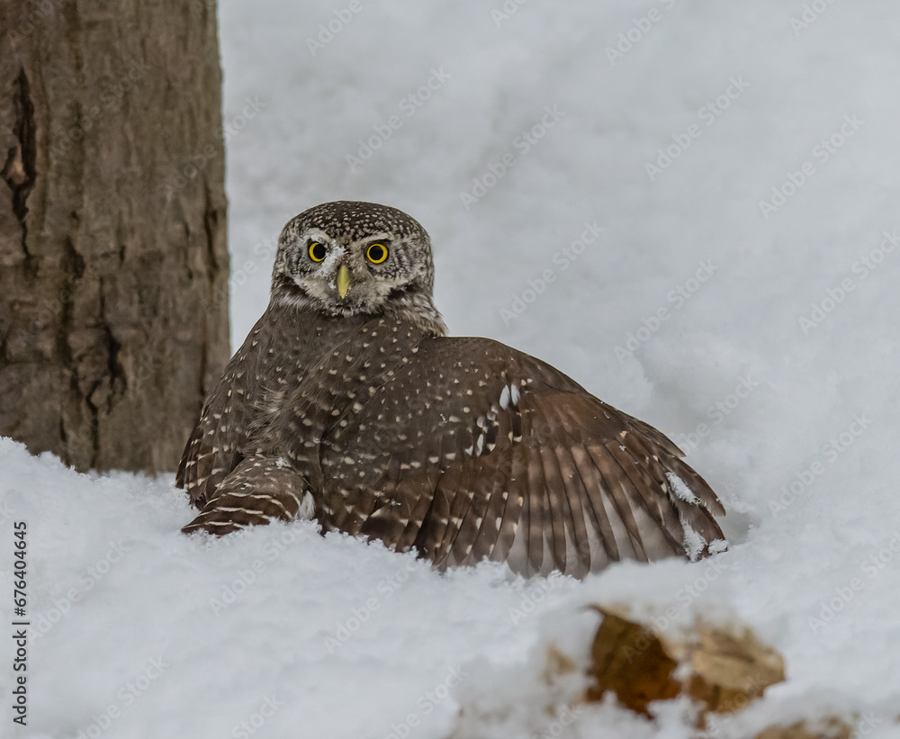 Great owl sitting on a tree branch