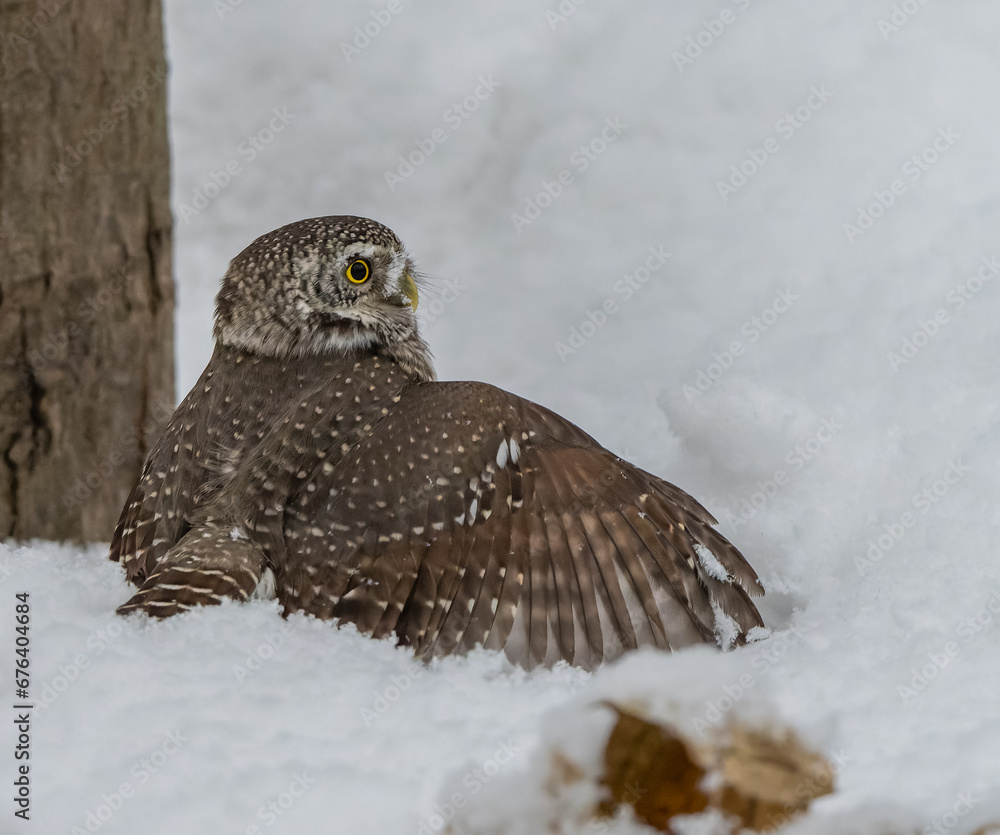 Great owl sitting on a tree branch
