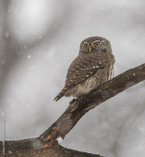 Obraz na płótnie Great owl sitting on a tree branch w salonie
