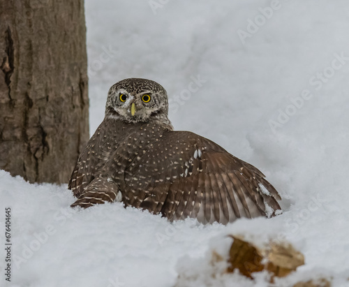 Obraz na płótnie Great owl sitting on a tree branch w salonie