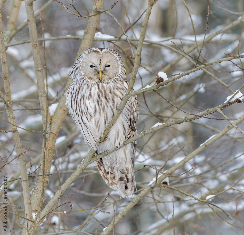 Great-tailed owl sitting on a tree branch