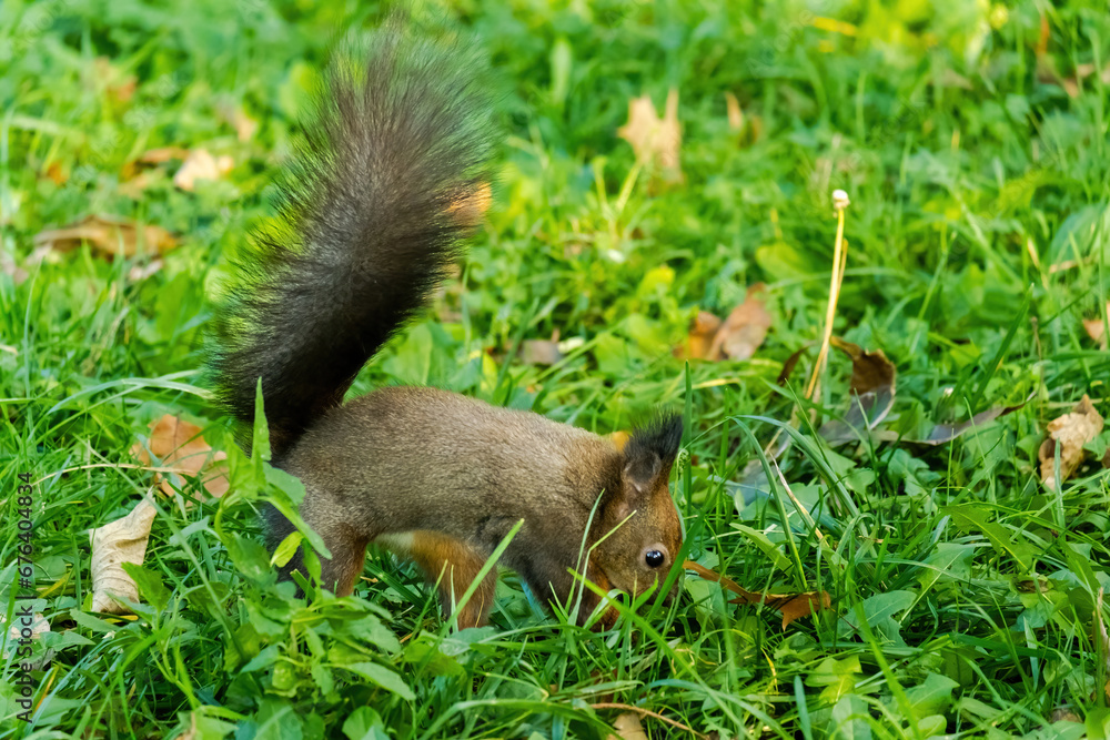 cute young squirrel portrait at park, wildlife cute young squirrel portrait at park, wildlife