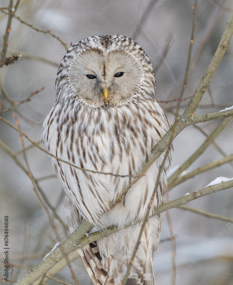 Great-tailed owl sitting on a tree branch