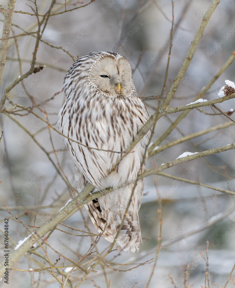 Great-tailed owl sitting on a tree branch