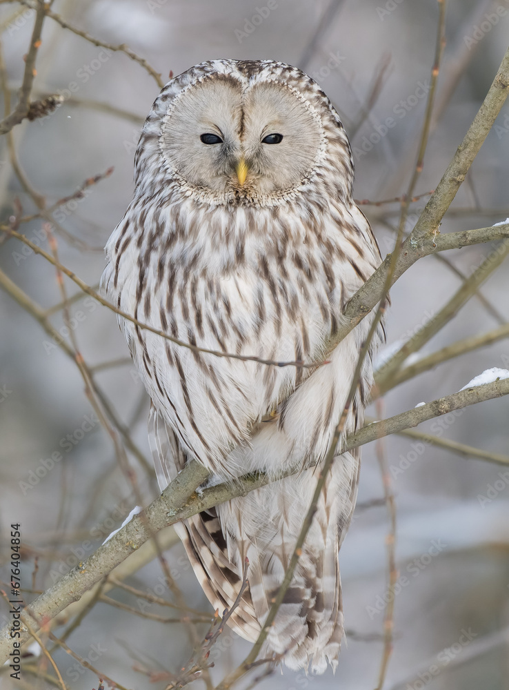Great-tailed owl sitting on a tree branch
