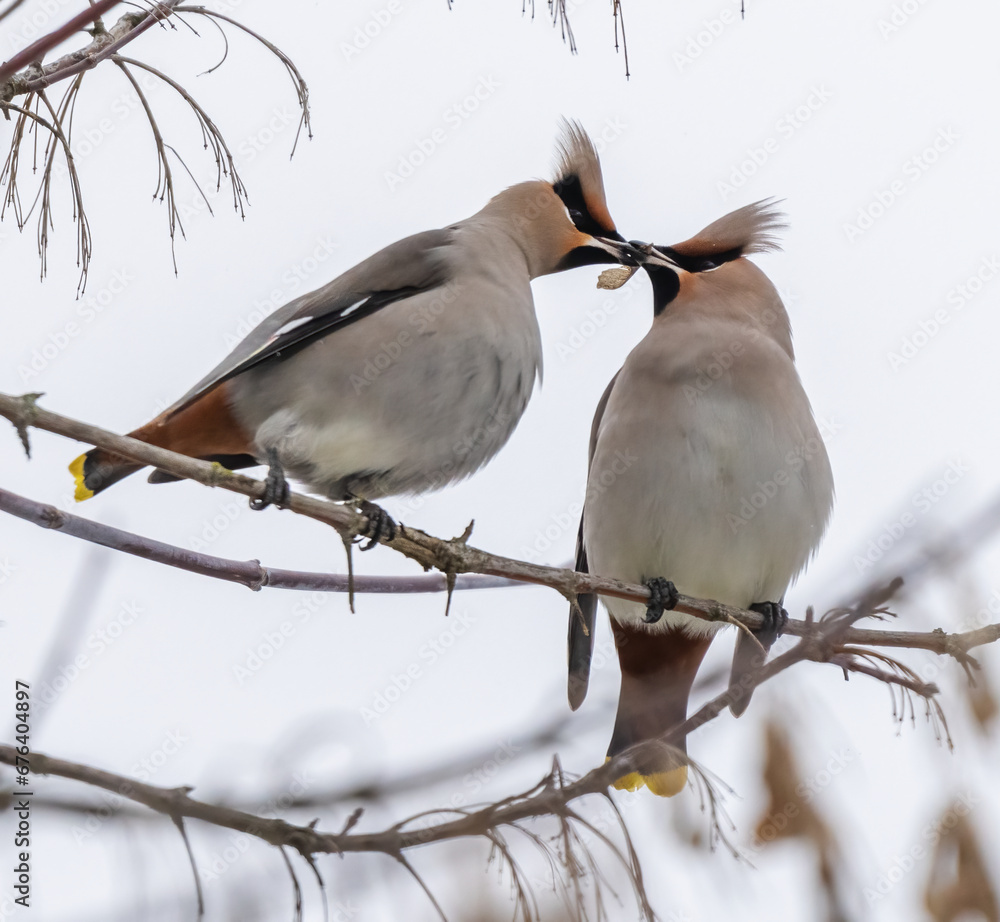 Two waxwings on a tree communicating