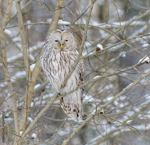 Obraz na płótnie Great-tailed owl sitting on a tree branch w salonie