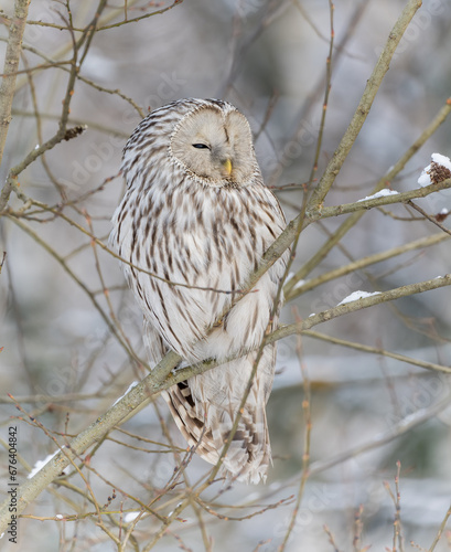 Obraz na płótnie Great-tailed owl sitting on a tree branch w salonie