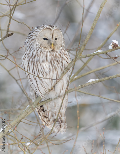 Obraz na płótnie Great-tailed owl sitting on a tree branch w salonie