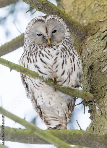 Obraz na płótnie Great-tailed owl sitting on a tree branch w salonie