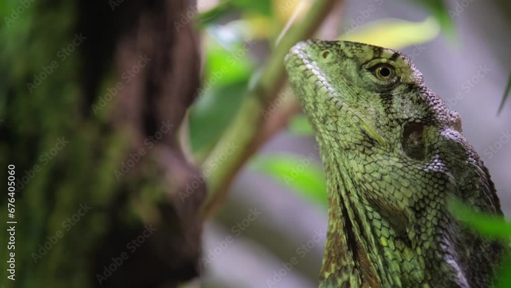 A green iguana rests on a tree in its habitat. Male iguana. A large lizard A green iguana rests on a tree in its habitat. Male iguana. A large lizard