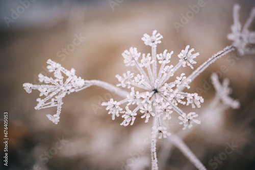 Beautiful closeup of frozen plant in winter 