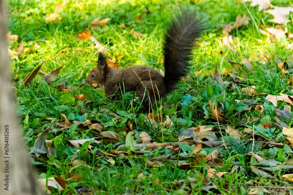 cute young squirrel portrait at park, wildlife cute young squirrel portrait at park, wildlife