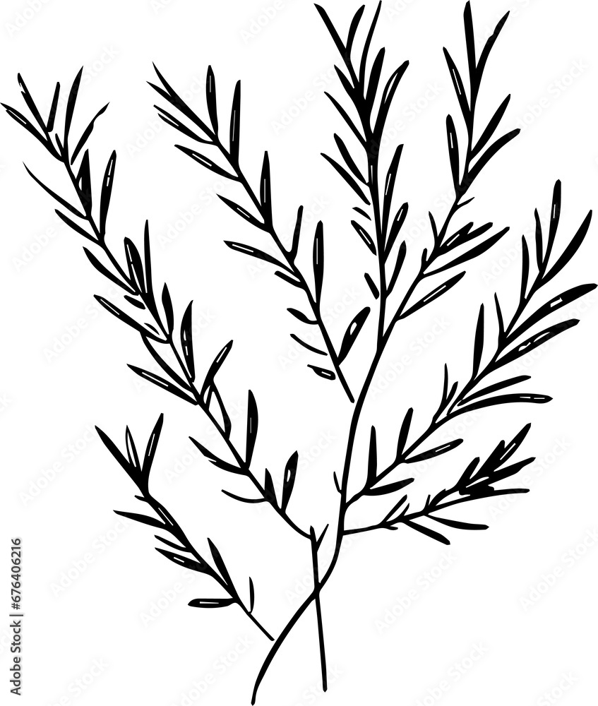 Obraz premium Rosemary sprigs 