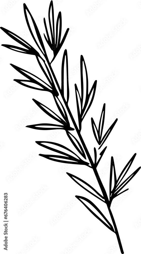 Rosemary stem, a popular image for tattoos Rosemary stem, a popular image for tattoos