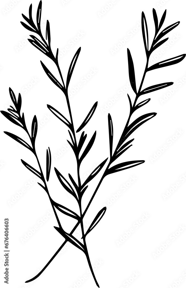 Naklejka premium Rosemary stem, a popular image for tattoos