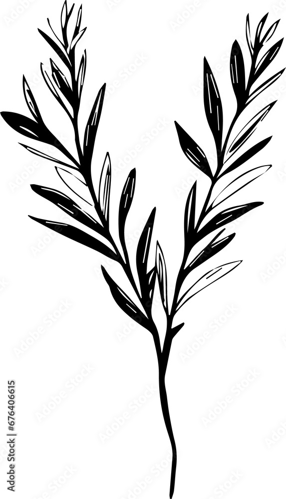Naklejka premium Rosemary stem, a popular image for tattoos