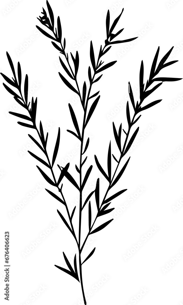 Rosemary stem, a popular image for tattoos Rosemary stem, a popular image for tattoos