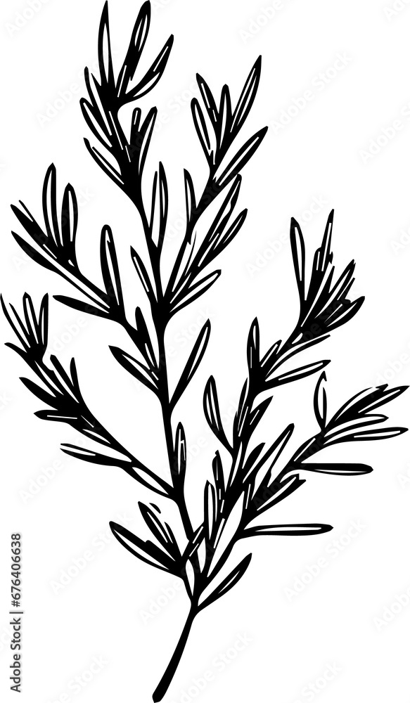 Naklejka premium Rosemary stem, a popular image for tattoos