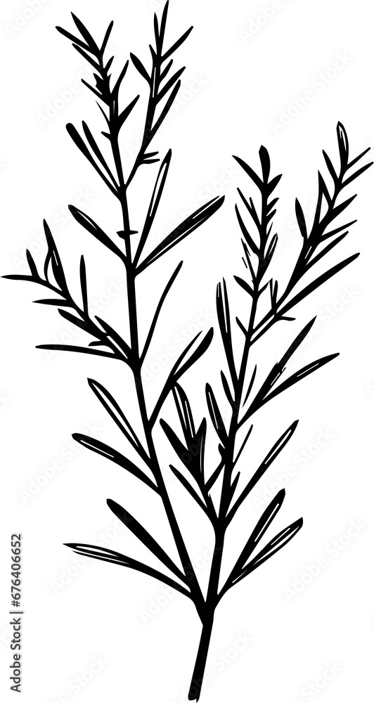 Naklejka premium Rosemary sprigs