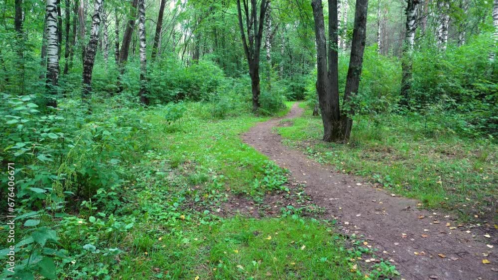View of a forest path on a cloudy day. Dense rich green foliage. Slow camera movement from bottom to top. 4k footage. View of a forest path on a cloudy day. Dense rich green foliage. Slow camera movement from bottom to top. 4k footage.