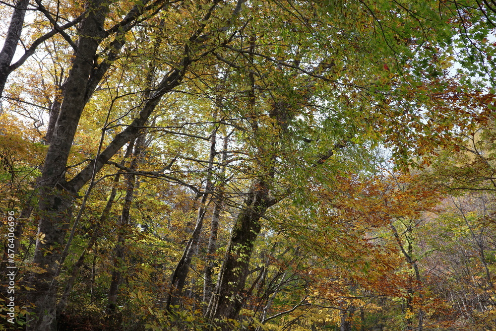 船形山のブナを中心とした落葉広葉樹林の紅葉