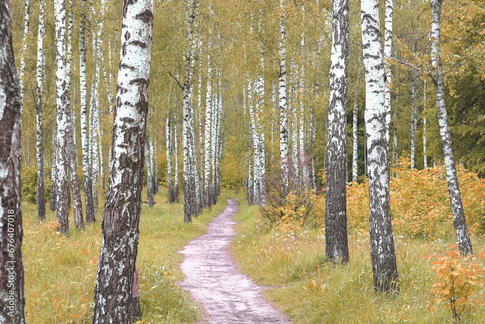 Fototapeta premium Beautiful birch trees in autumn