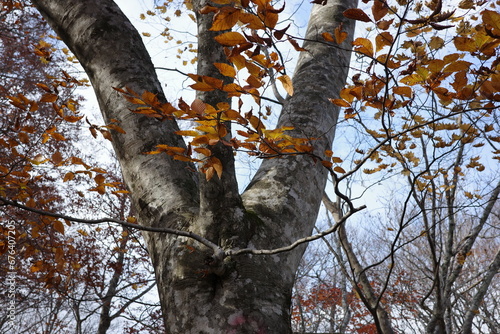 船形山のブナを中心とした落葉広葉樹林の紅葉 photo