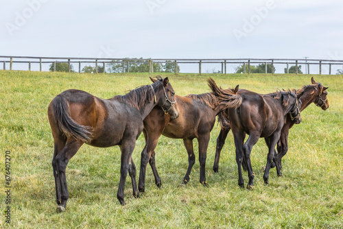 A herd of bay weanling Thoroughbred horses in a pasture on a cloudy day. 