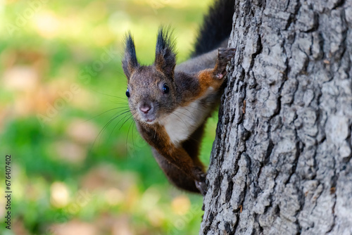 cute young squirrel portrait at park, wildlife © Visualmedia