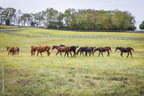 Thoroughbred weanlings in a big pasture on a Kentucky farm. 