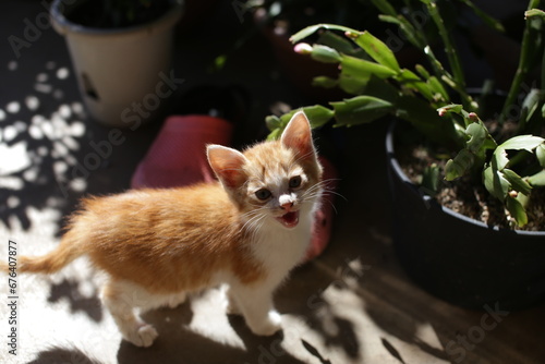 新しくやってきた子猫