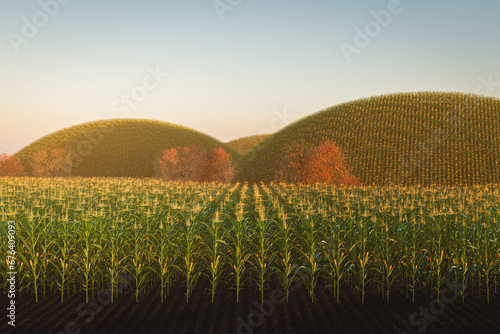 Agricultural field of corn with yellow cobs against a background of green hills and soil. Panorama of corn plants 3D