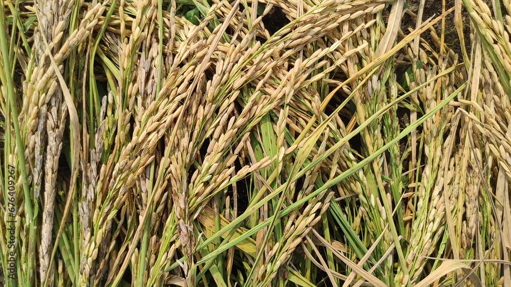 Paddy rice. Close-up to rice seeds in ear of paddy. Beautiful golden rice field and ear of rice. Paddy rice. Close-up to rice seeds in ear of paddy. Beautiful golden rice field and ear of rice.