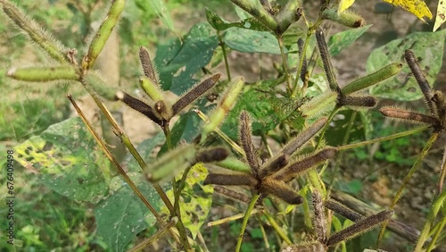 Photography BLACK GRAM LENTIL. Vigna mungo Plant