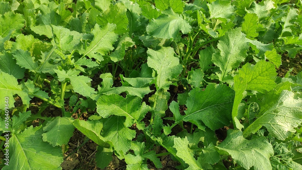 mustard plants in the nursery, mustard greens growing in pots, mustard leaves close up. mustard plants in the nursery, mustard greens growing in pots, mustard leaves close up.