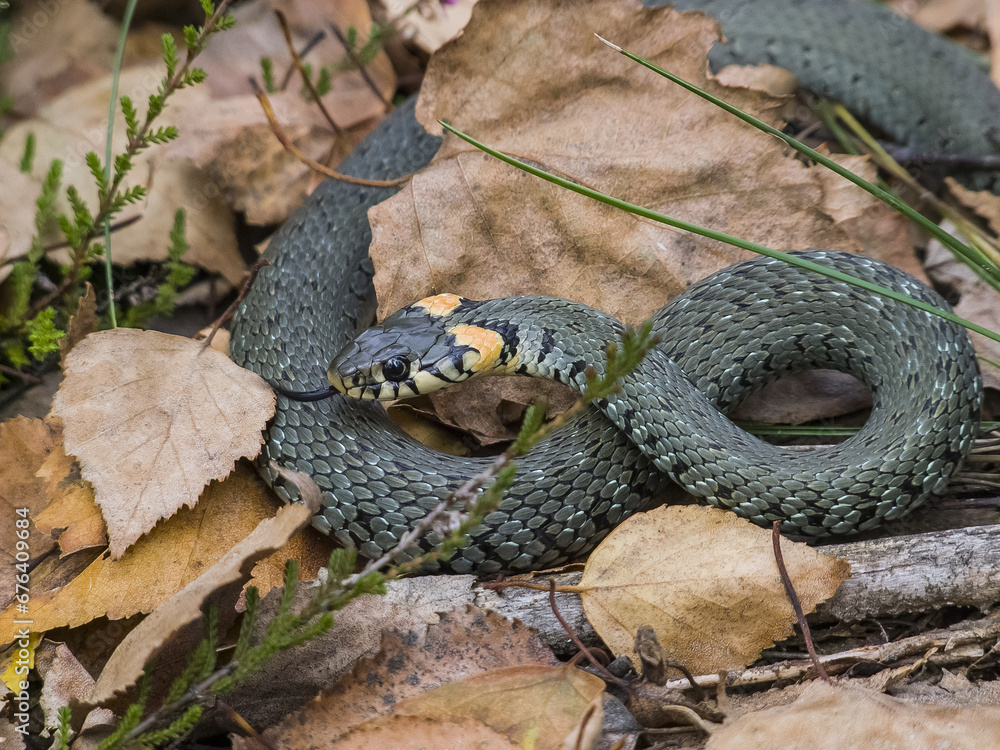 Obraz premium snake in the grass