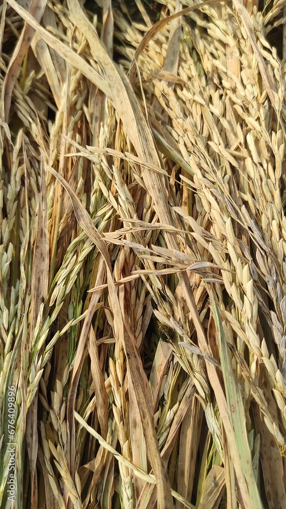 Paddy rice. Close-up to rice seeds in ear of paddy. Beautiful golden rice field and ear of rice. Paddy rice. Close-up to rice seeds in ear of paddy. Beautiful golden rice field and ear of rice.