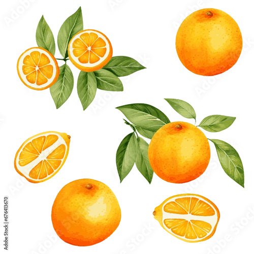 Watercolor orange fruit with leaves for food vitamin design on white background
