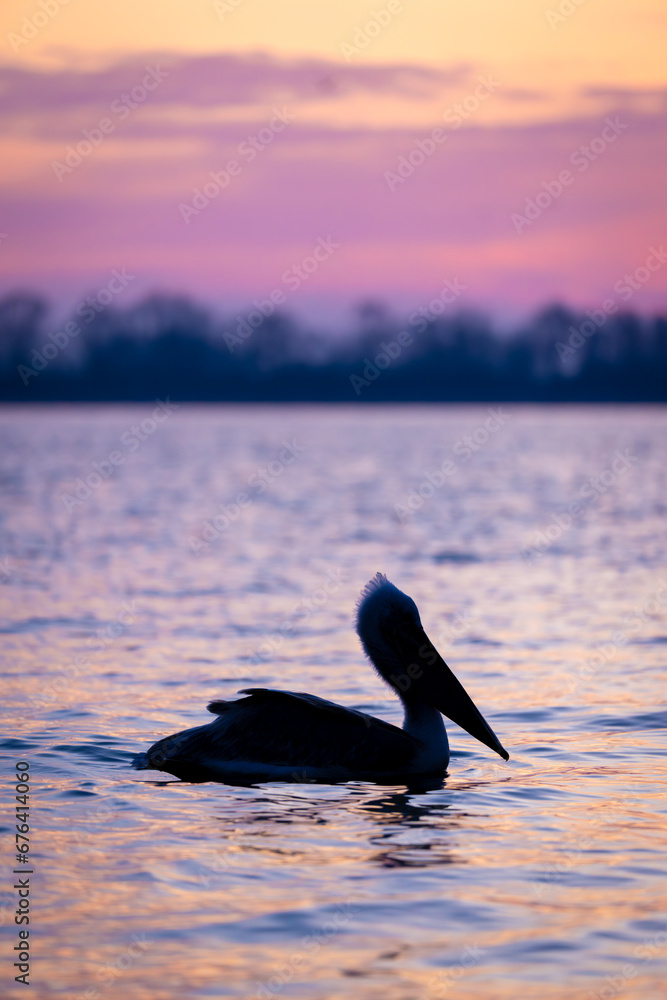 Fototapeta premium Dalmatian pelican swims on water at dawn