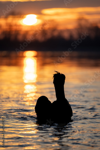 Dalmatian pelican swims across lake at sunrise