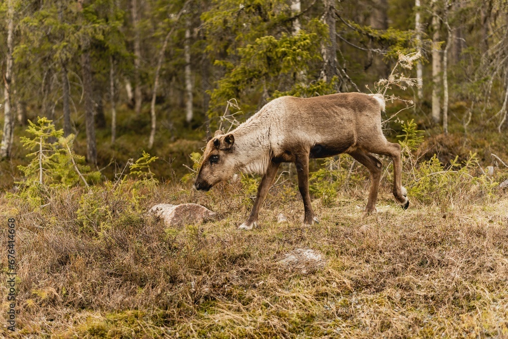 Reindeer in its natural habitat Reindeer in its natural habitat