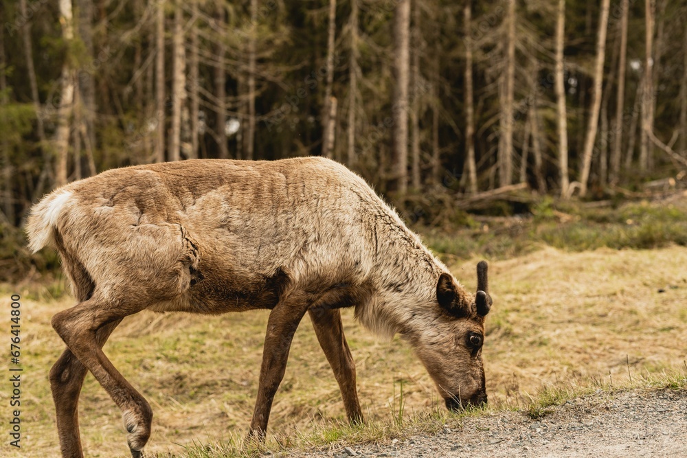 Reindeer in its natural habitat Reindeer in its natural habitat